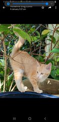 Gingerina  - Domestic Medium Hair Cat