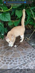 Gingerina  - Domestic Medium Hair Cat