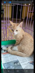 Gingerina  - Domestic Medium Hair Cat