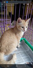 Gingerina  - Domestic Medium Hair Cat