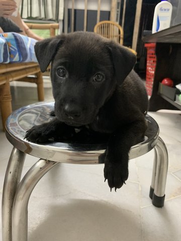 Little Black - Black Mouth Cur Mix Dog