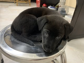 Little Black - Black Mouth Cur Mix Dog