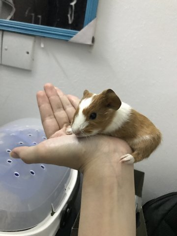 Dumbo, Boots, Piggie - Guinea Pig Small & Furry