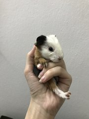 Dumbo, Boots, Piggie - Guinea Pig Small & Furry