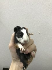 Dumbo, Boots, Piggie - Guinea Pig Small & Furry