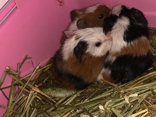 Dumbo, Boots, Piggie - Guinea Pig Small & Furry