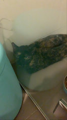 Lissy / Lissette  - Tortoiseshell + Domestic Short Hair Cat