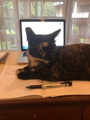 Lissy / Lissette  - Tortoiseshell + Domestic Short Hair Cat