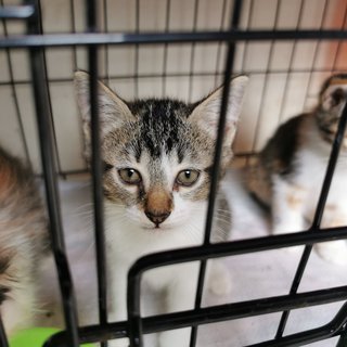 Rescued 8 Weeks Old Kittens For Adoption - Domestic Medium Hair Cat