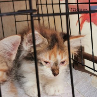 Rescued 8 Weeks Old Kittens For Adoption - Domestic Medium Hair Cat