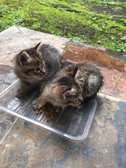 Daisy &amp; Daffy - Domestic Short Hair Cat