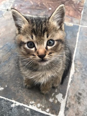 Daisy &amp; Daffy - Domestic Short Hair Cat