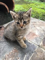 Daisy &amp; Daffy - Domestic Short Hair Cat