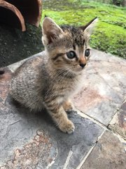 Daisy &amp; Daffy - Domestic Short Hair Cat