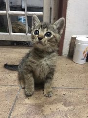 Daisy &amp; Daffy - Domestic Short Hair Cat