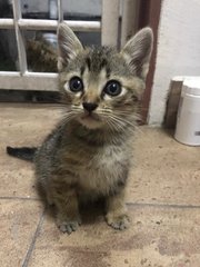 Daisy &amp; Daffy - Domestic Short Hair Cat