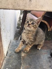 Daisy &amp; Daffy - Domestic Short Hair Cat