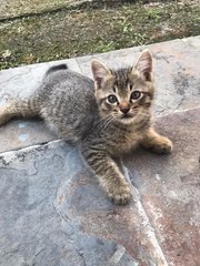 Daisy &amp; Daffy - Domestic Short Hair Cat