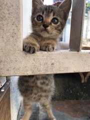 Daisy &amp; Daffy - Domestic Short Hair Cat