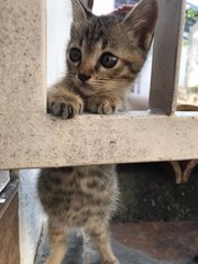 Daisy &amp; Daffy - Domestic Short Hair Cat