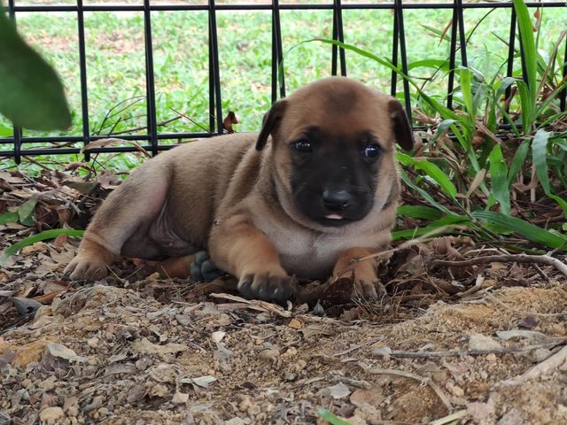 Sleepy Head - Mixed Breed Dog