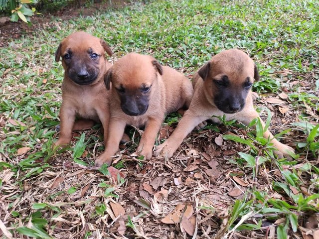 3 Chubby - Mixed Breed Dog