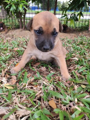 Brownie - Mixed Breed Dog