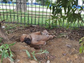 Brownie - Mixed Breed Dog