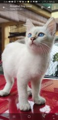 Blueyes - Siamese Cat