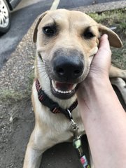 Zara  - Mixed Breed Dog