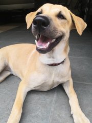 Zara  - Mixed Breed Dog