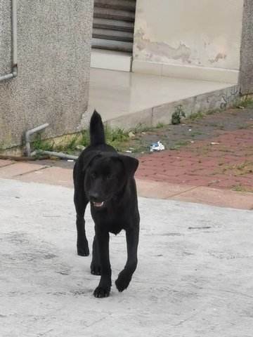 Charcoal  - Mixed Breed Dog