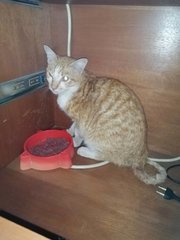 Male Orange Tabby - Domestic Short Hair Cat