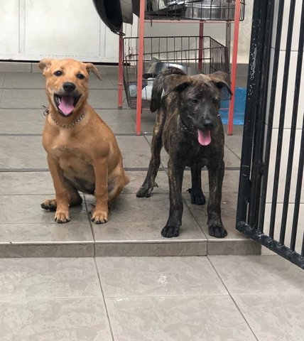 Rhino &amp; Willow - Mixed Breed Dog