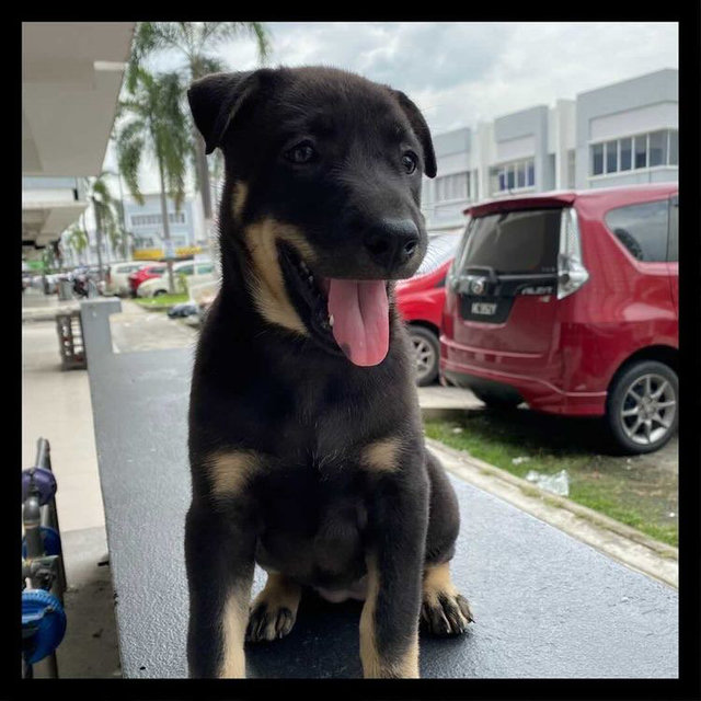 Storm - Mixed Breed Dog