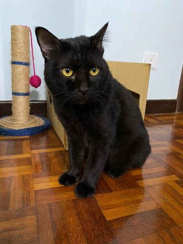 Salem - Domestic Short Hair Cat