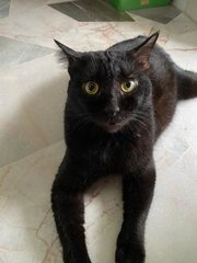 Salem - Domestic Short Hair Cat