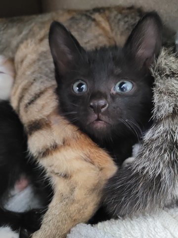 Cuties  - Domestic Medium Hair Cat