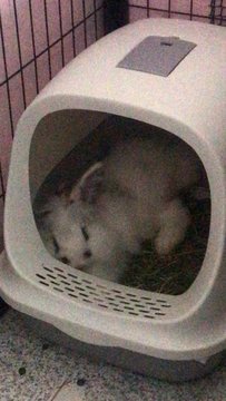 Mello And Mocha  - Angora Rabbit Rabbit