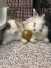 Mello And Mocha  - Angora Rabbit Rabbit