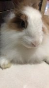 Mello And Mocha  - Angora Rabbit Rabbit