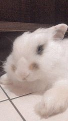 Mello And Mocha  - Angora Rabbit Rabbit