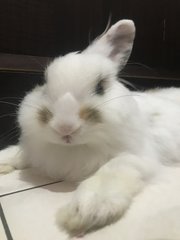 Mello And Mocha  - Angora Rabbit Rabbit