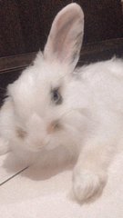 Mello And Mocha  - Angora Rabbit Rabbit