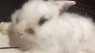 Mello And Mocha  - Angora Rabbit Rabbit