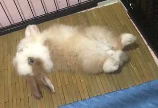 Mello And Mocha  - Angora Rabbit Rabbit