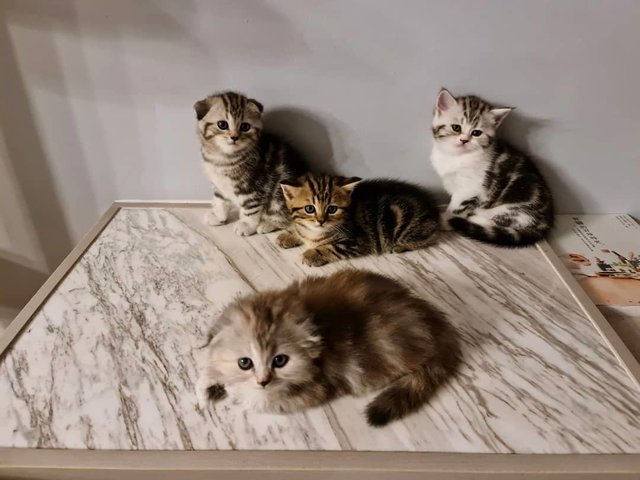 Scottish Fold Ash Litter - Scottish Fold + American Shorthair Cat