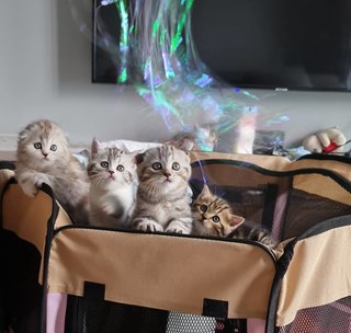 Scottish Fold Ash Litter - Scottish Fold + American Shorthair Cat