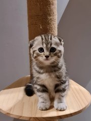 Scottish Fold Ash Litter - Scottish Fold + American Shorthair Cat