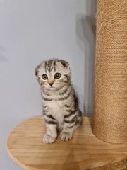 Scottish Fold Ash Litter - Scottish Fold + American Shorthair Cat